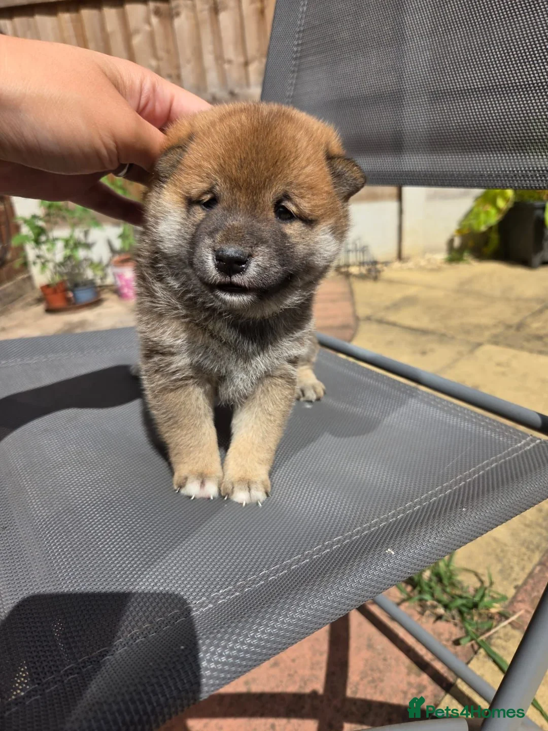 Japanese Shiba Inu dogs for sale: Japan Shiba inu  - Advert 6
