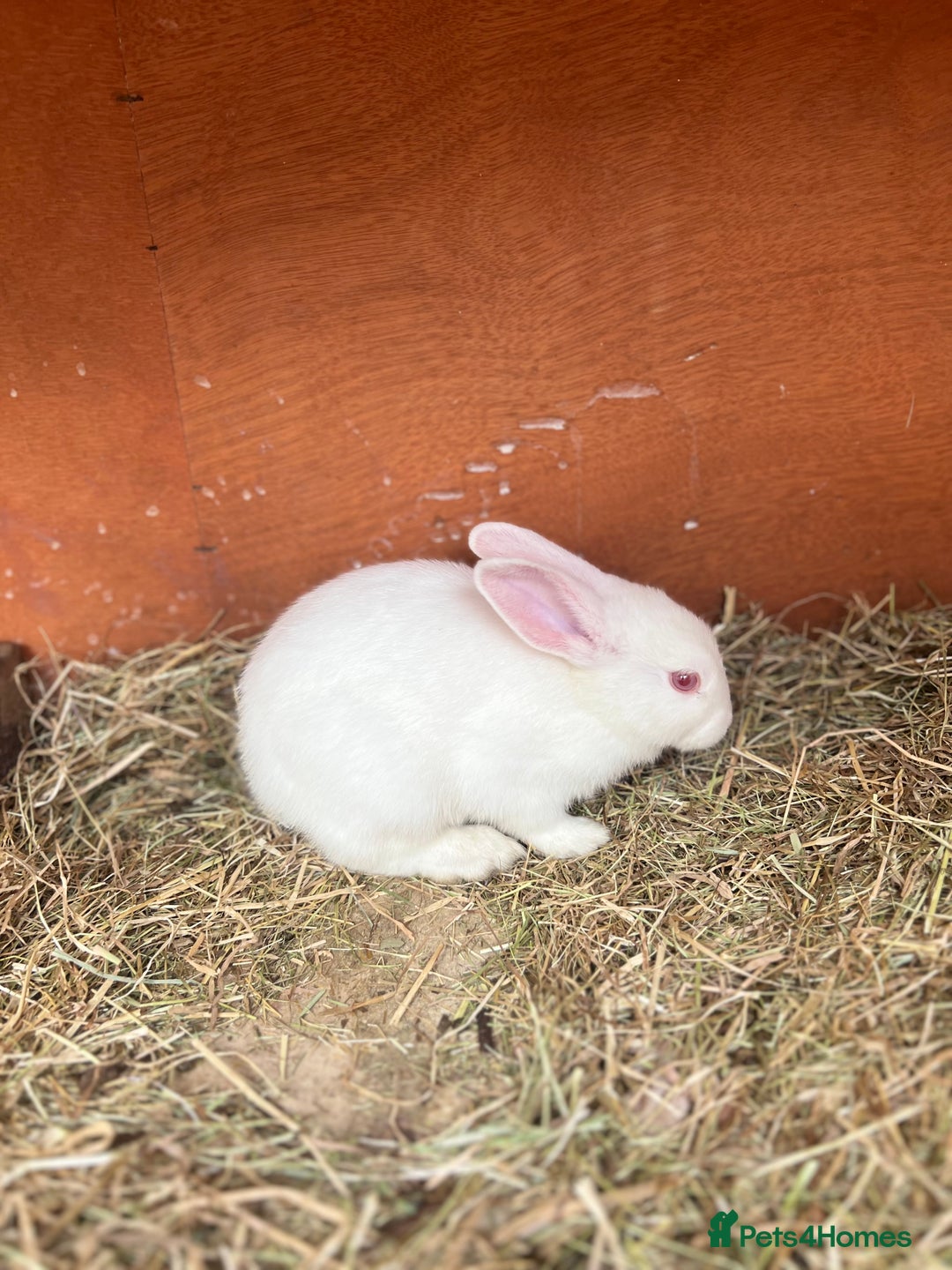 Mixed Breed rabbits for sale: Lovely white rabbit  - Image 4