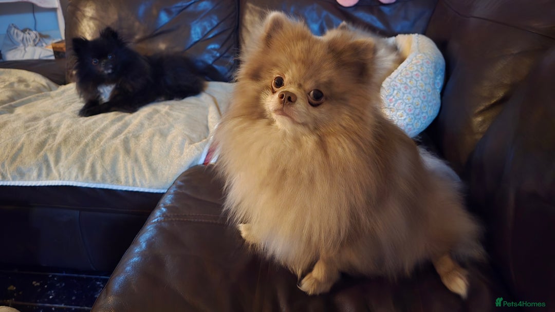 Pomeranian dogs for sale: Puck, lilac merle Pomeranian  - Advert 3