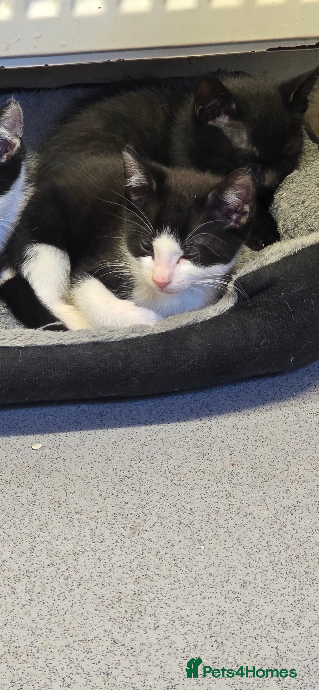 Mixed Breed cats for sale: Kittens for sale - Image 10