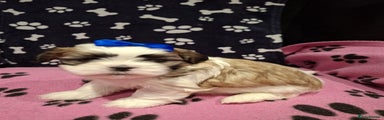 Shih Tzu Puppy 2