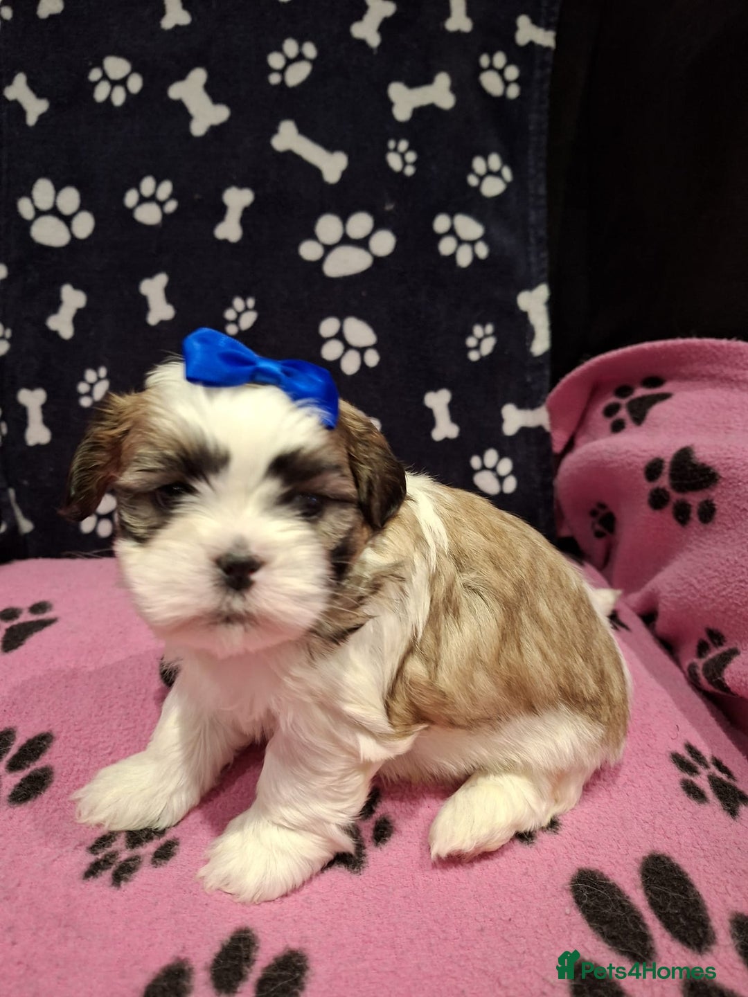 Shih Tzu dogs for sale: Shih tzu puppies ready to reserve - Advert 9