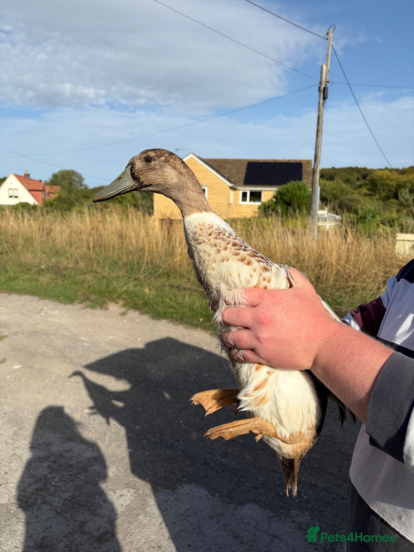 Ducks poultry End of Season Sale  - Advert 6