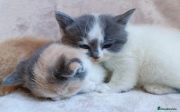 British Shorthair cats for sale: British shorthair cross kittens - Image 7