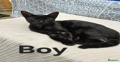 British Shorthair cats - Advert 8