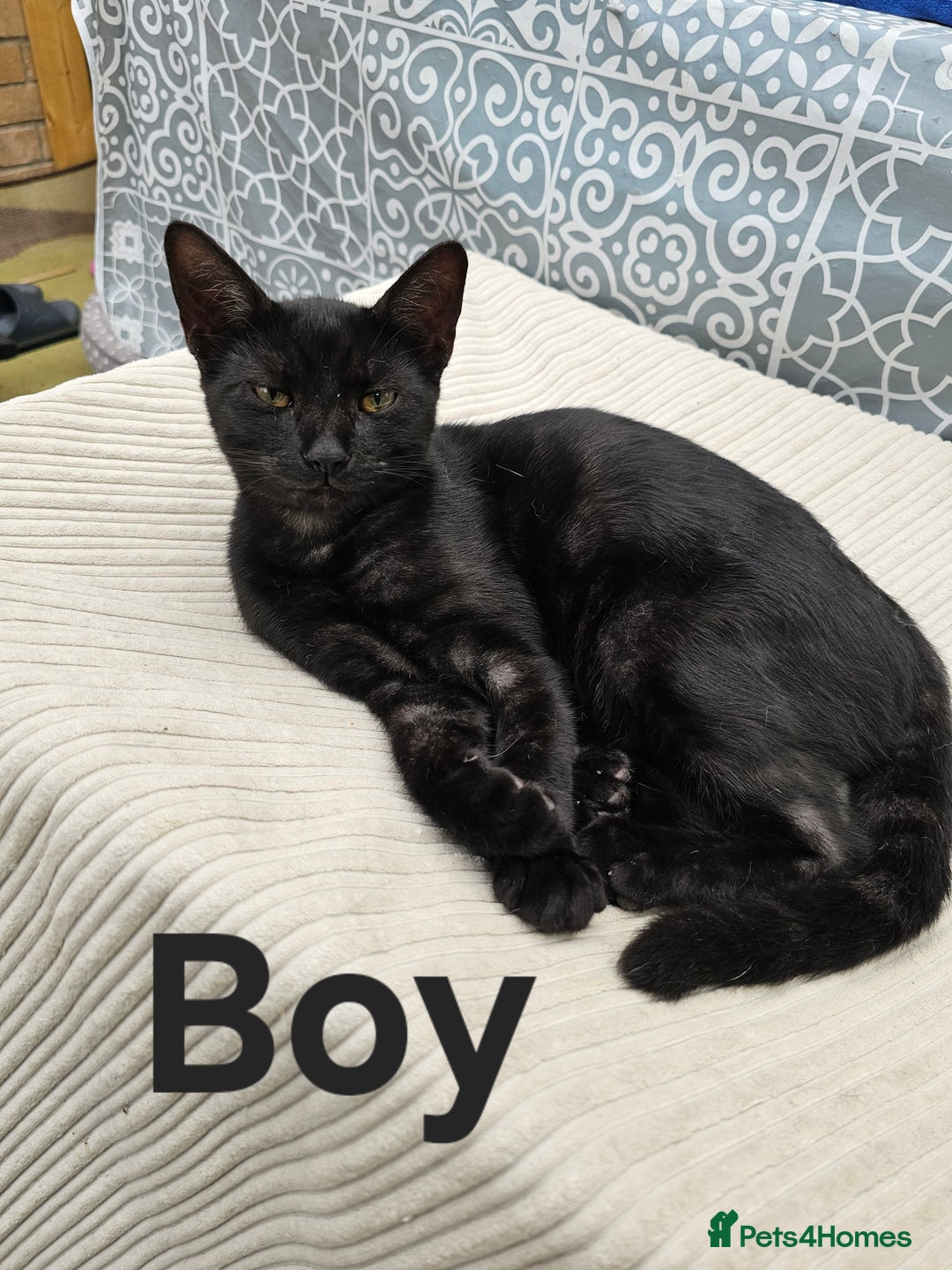 British Shorthair cats for sale: 2 boys / 1 girl / mum available - Image 2