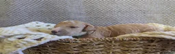 Poochon dogs for sale: F1 Poochon Puppies - Advert 20