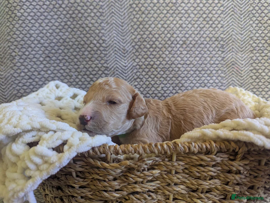 Poochon dogs for sale: F1 Poochon Puppies - Advert 20