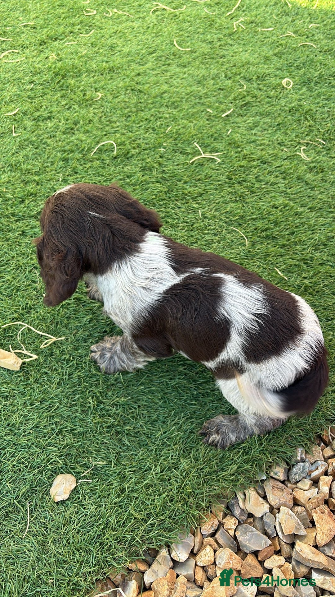 Cocker Spaniel dogs for sale: Showtype cocker spaniel - Image 6