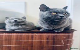 British Shorthair cats for sale: 5  BSH kittens - Image 8