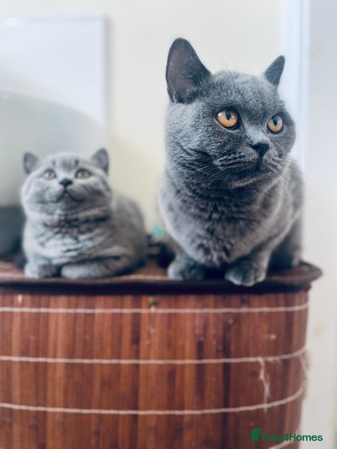 British Shorthair cats for sale: 5  BSH kittens - Image 8