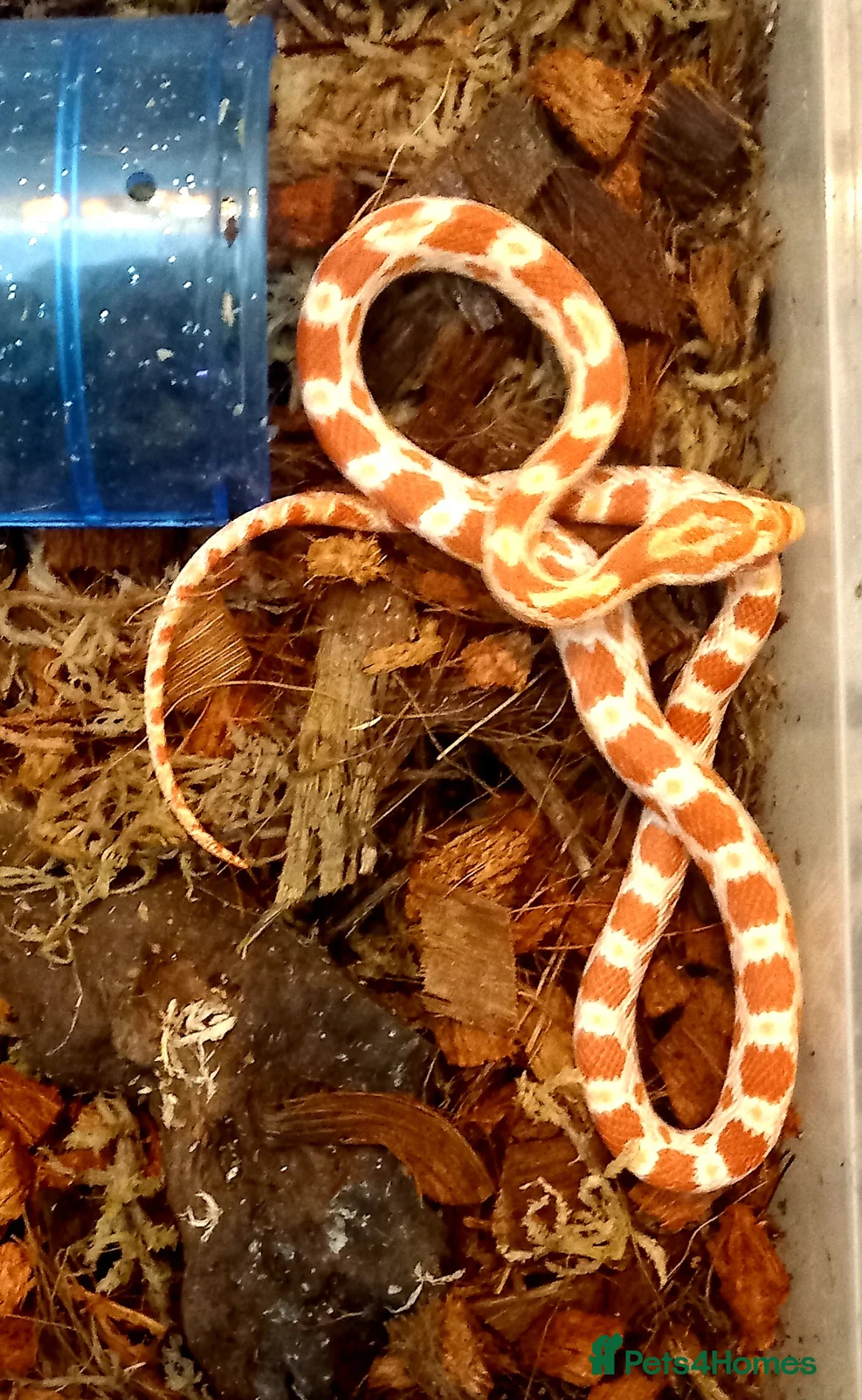 Corn Snake reptiles for sale: Cornsnakes forsale males females 2025 hatchlings  - Advert 2