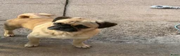 Pug dogs for sale: Male pug - Advert 2