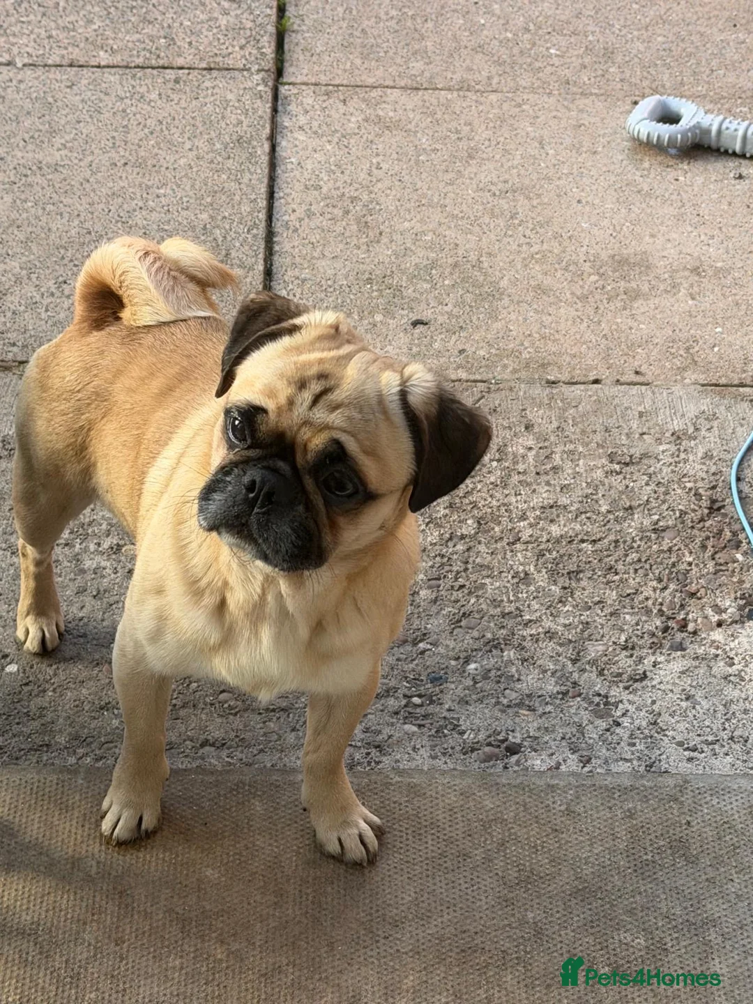 Pug dogs for sale: Male pug - Advert 2