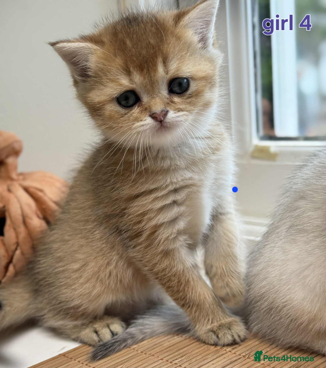 Scottish Fold cats for sale: Scottish straight/fold kittens 😸  - Image 15