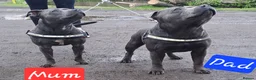 Staffordshire Bull Terrier dogs for sale: Kc health clear - Advert 14