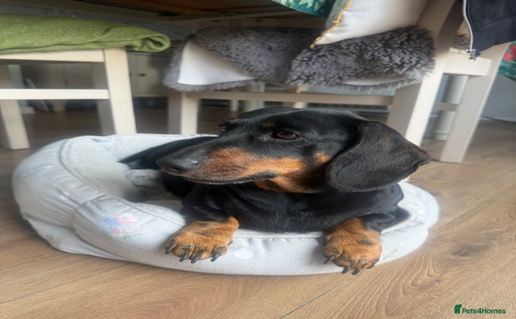 Dachshund dogs - Advert 10