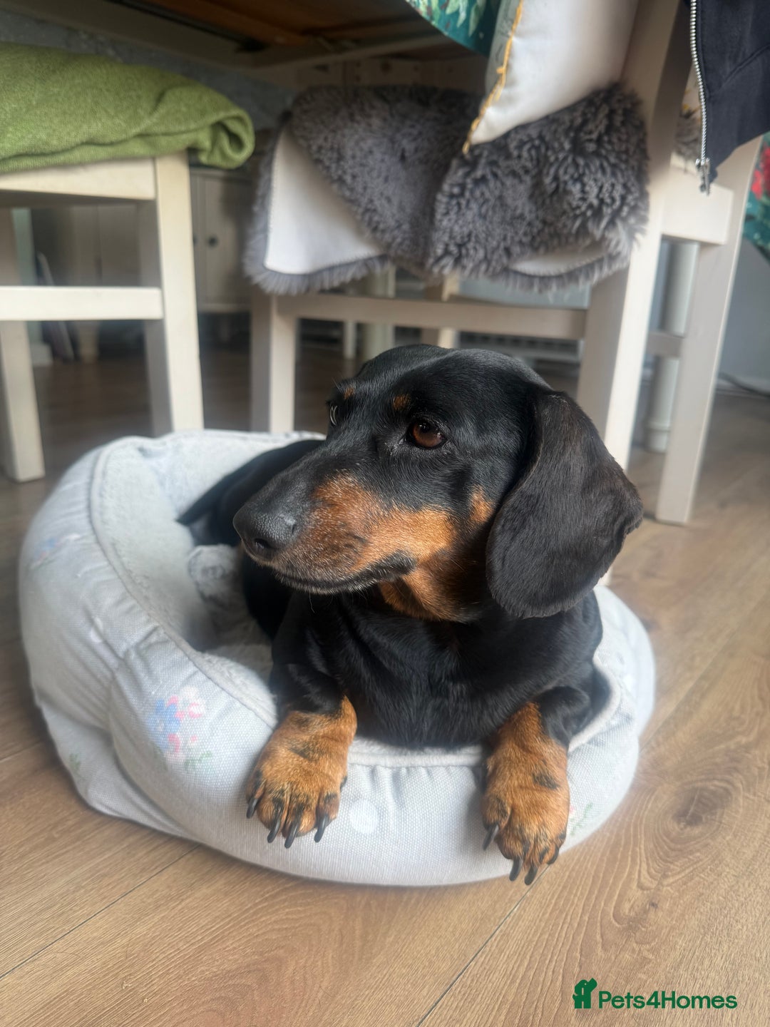 Dachshund dogs for sale: 6. Year old KC reg mini Dauchhound female - Image 1