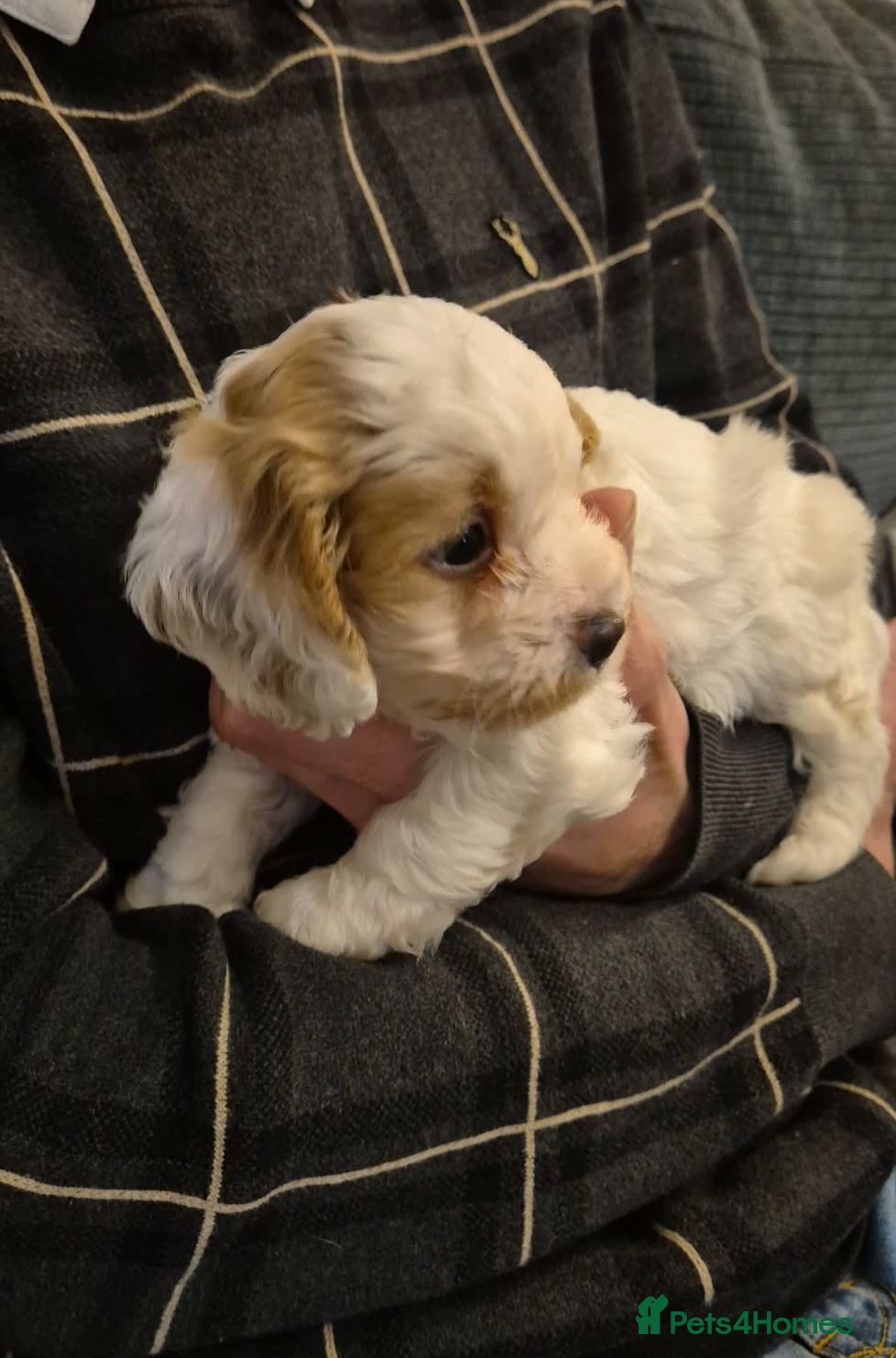 Cavapoo dogs Stunning Toy Cavapoo pups DNA Health tested CLEAR - Advert 11