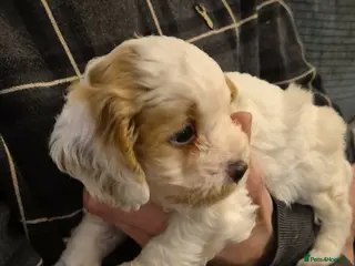 Cavapoo dogs Stunning Toy Cavapoo pups DNA Health tested CLEAR - Advert 11