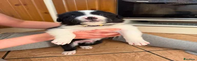 Border Collie 2