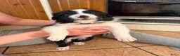 Border Collie dogs for sale: Border collie pups for sale in Barnsley - Advert 10