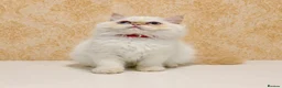 Persian cats for sale: Beautiful Red Point Persian Cats Looking for Homes - Advert 4