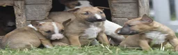 English Bull Terrier dogs for sale: Ready to leave! EBT x MBT - Advert 6