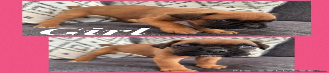 Boxer Puppy 6