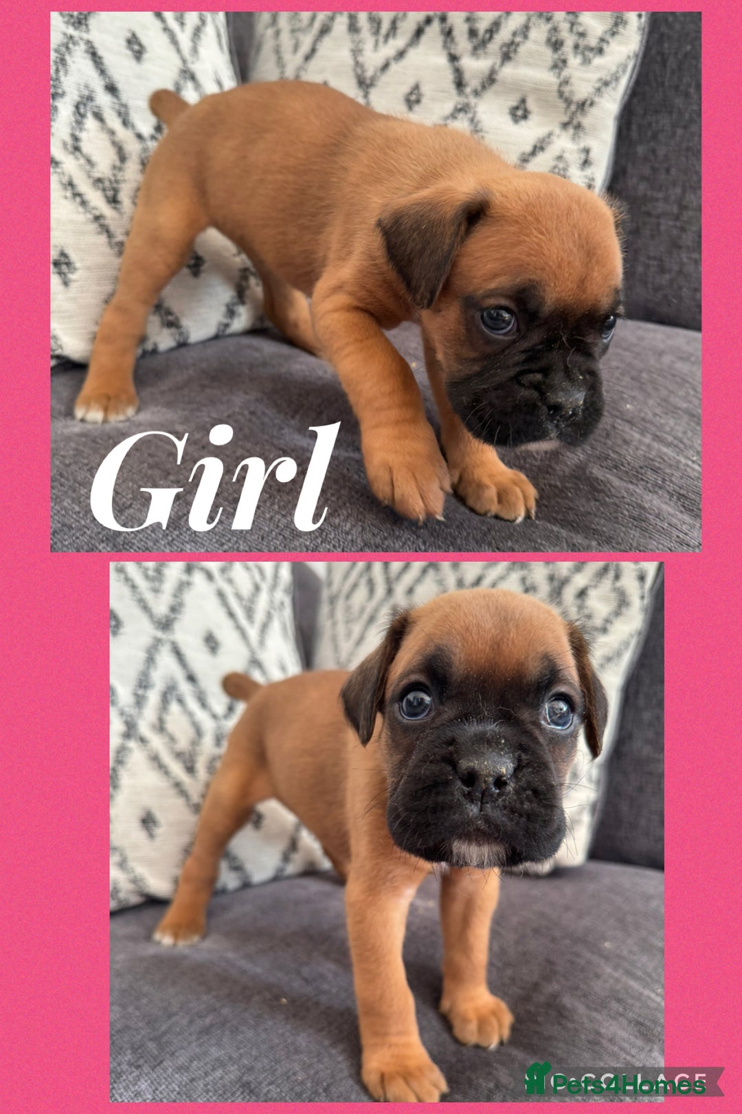 Boxer dogs for sale: Beautiful boxer pups for sale - Image 3