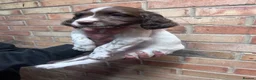 English Springer Spaniel dogs for sale: KC ESS - fully health tested parents  - Advert 4