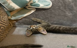 Mixed Breed cats for sale: Kittens looking for their forever homes  - Advert 7