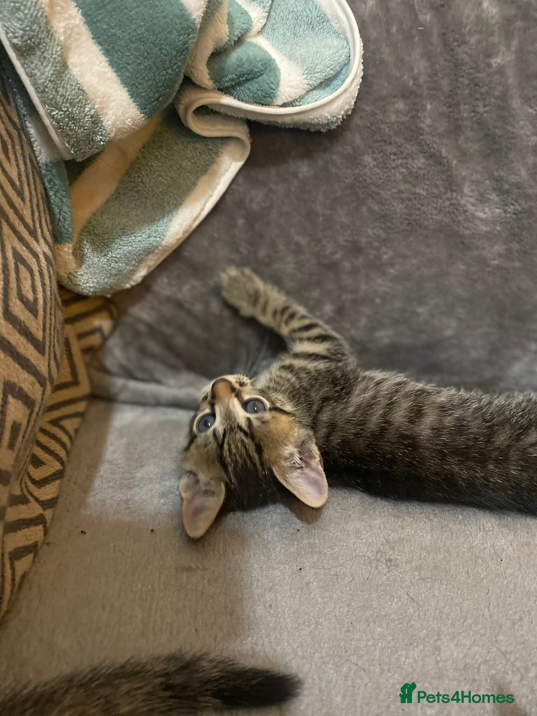 Mixed Breed cats for sale: Kittens looking for their forever homes  - Advert 7