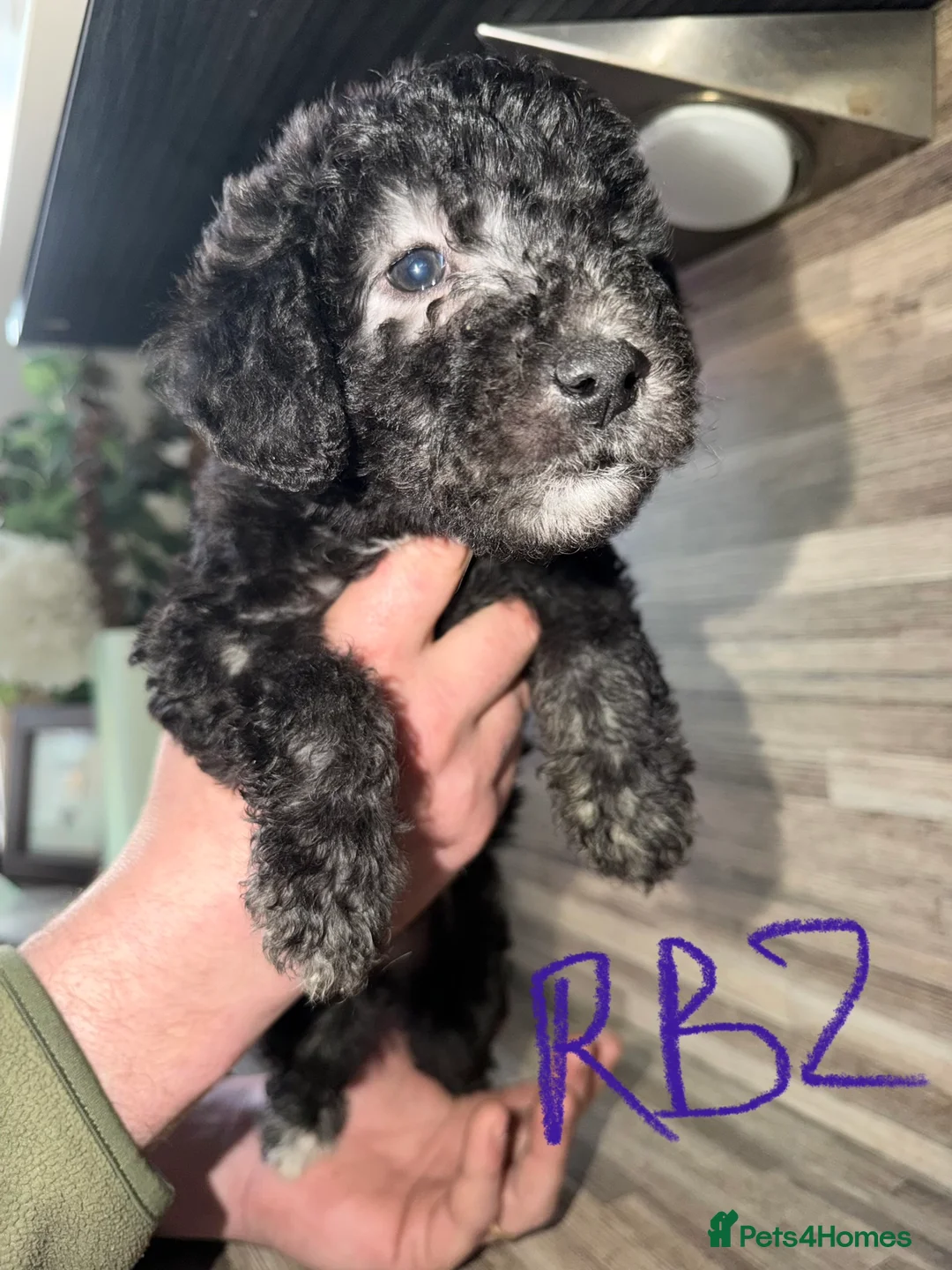 Mixed Breed dogs for sale: Bedlington terrier/collie whippet mix  - Advert 6
