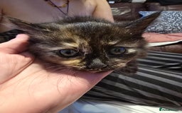 European cats for sale: Beautiful kittens  - Image 8