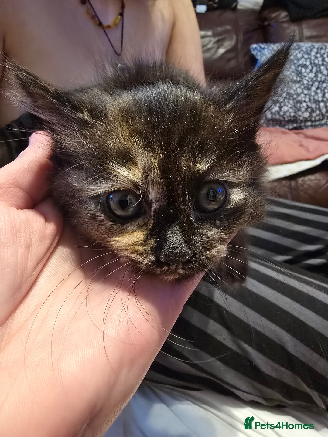 European cats for sale: Beautiful kittens  - Image 8