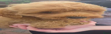 Cockapoo 3