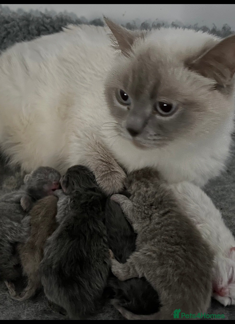 British Shorthair cats for sale: Stunning pure British Shorthaired Kittens  - Advert 4