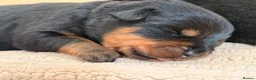 Rottweiler dogs for sale: Stocky Rottweiler pups  - Advert 17