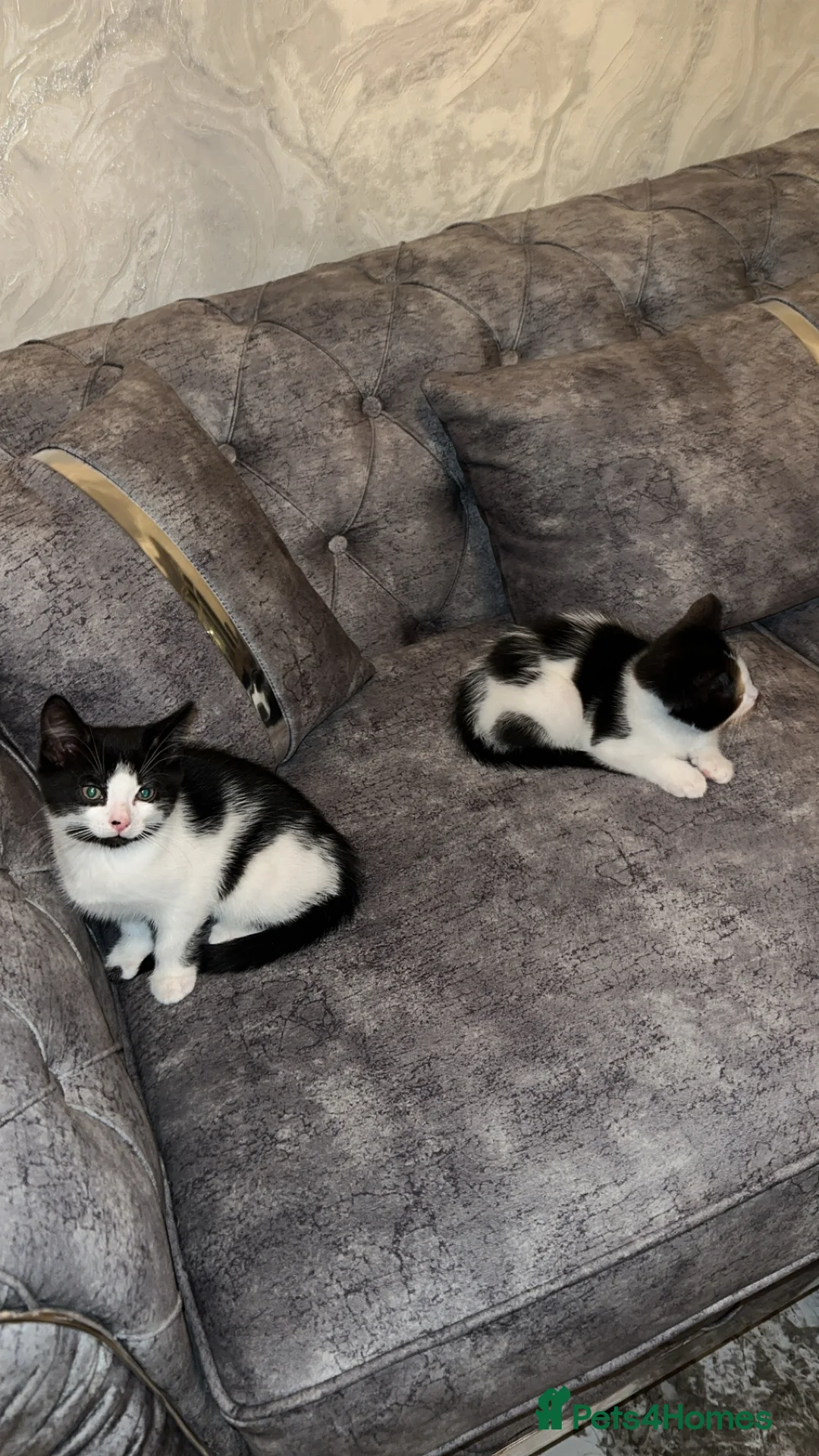 British Shorthair cats for sale: 2 lovely black and white shorthairs - Advert 30