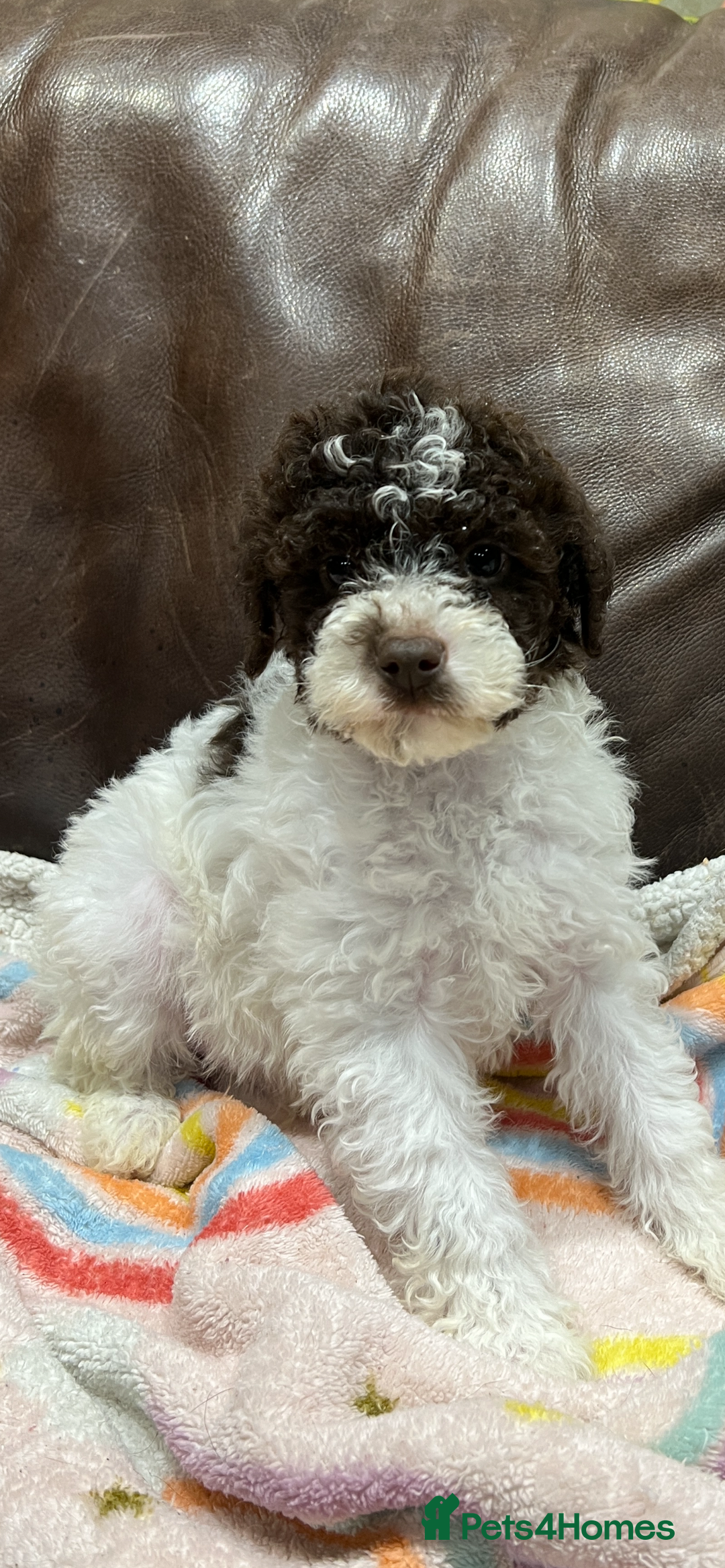 Lagotto Romagnolo dogs for sale: Perfect Lagotto Romagnolo  - Advert 6