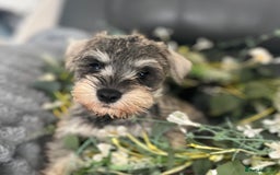 Miniature Schnauzer dogs for sale: Gorgeous home reared puppies ready soon - Image 1