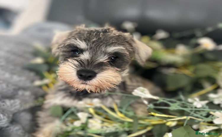 Miniature Schnauzer dogs - Advert 2