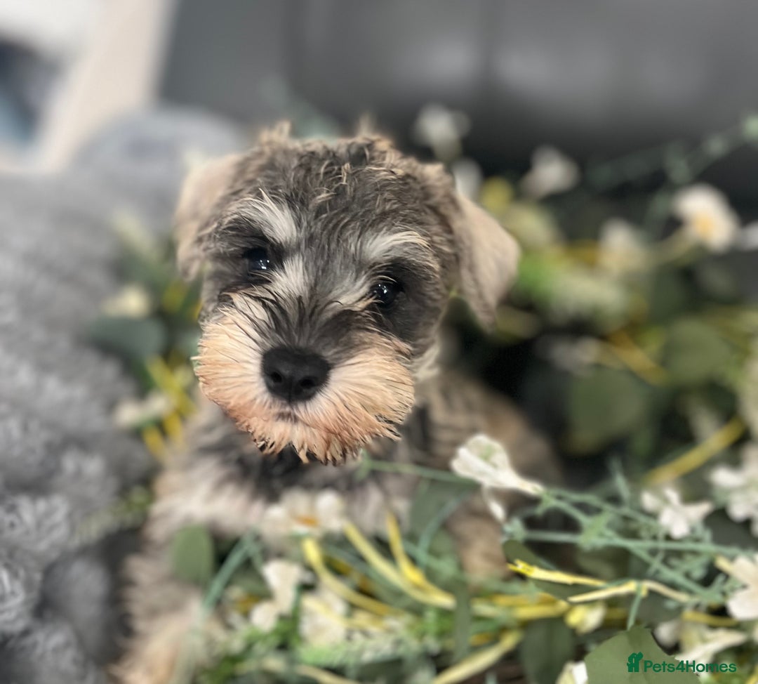 Miniature Schnauzer dogs for sale: Gorgeous home reared puppies ready soon - Image 1