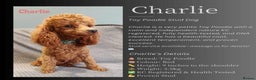 Cavapoo dogs for sale: Toy Cavapoo puppies - Advert 12
