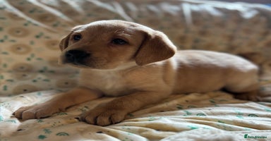 Labrador Retriever dogs - Advert 13