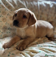 Labrador Retriever dogs - Advert 13