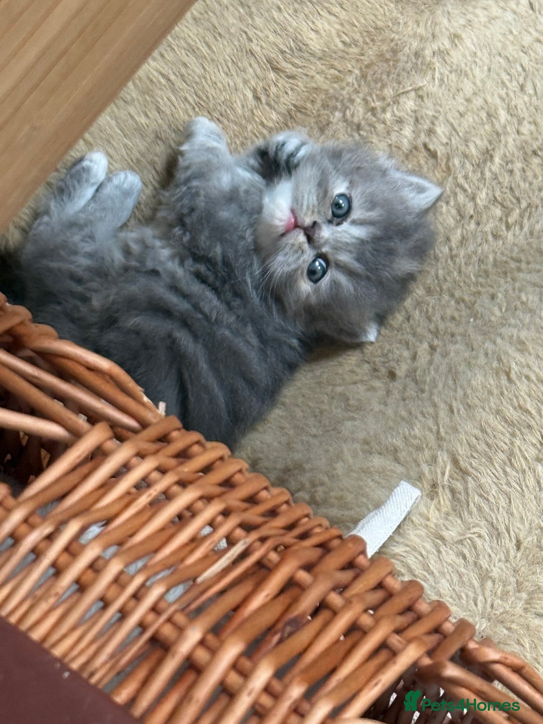 Persian cats for sale: Himalayan Persians - Image 15