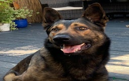 German Shepherd dogs for sale: CZECH SHEPHERD- NEEDS NEW LOVING HOME - Image 2