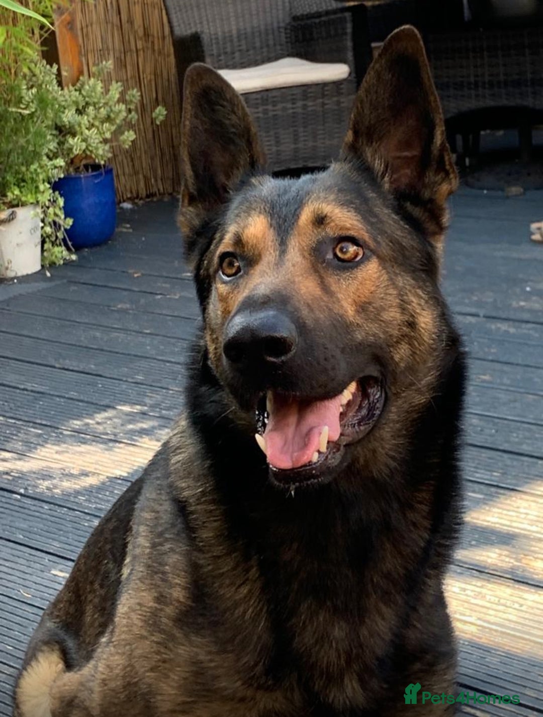 German Shepherd dogs for sale: CZECH SHEPHERD- NEEDS NEW LOVING HOME - Image 2